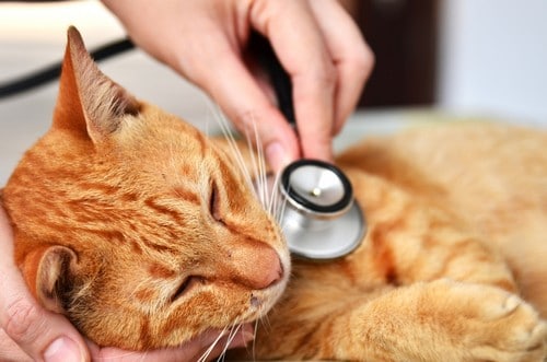 Wellness Exams Wauwatosa, WI