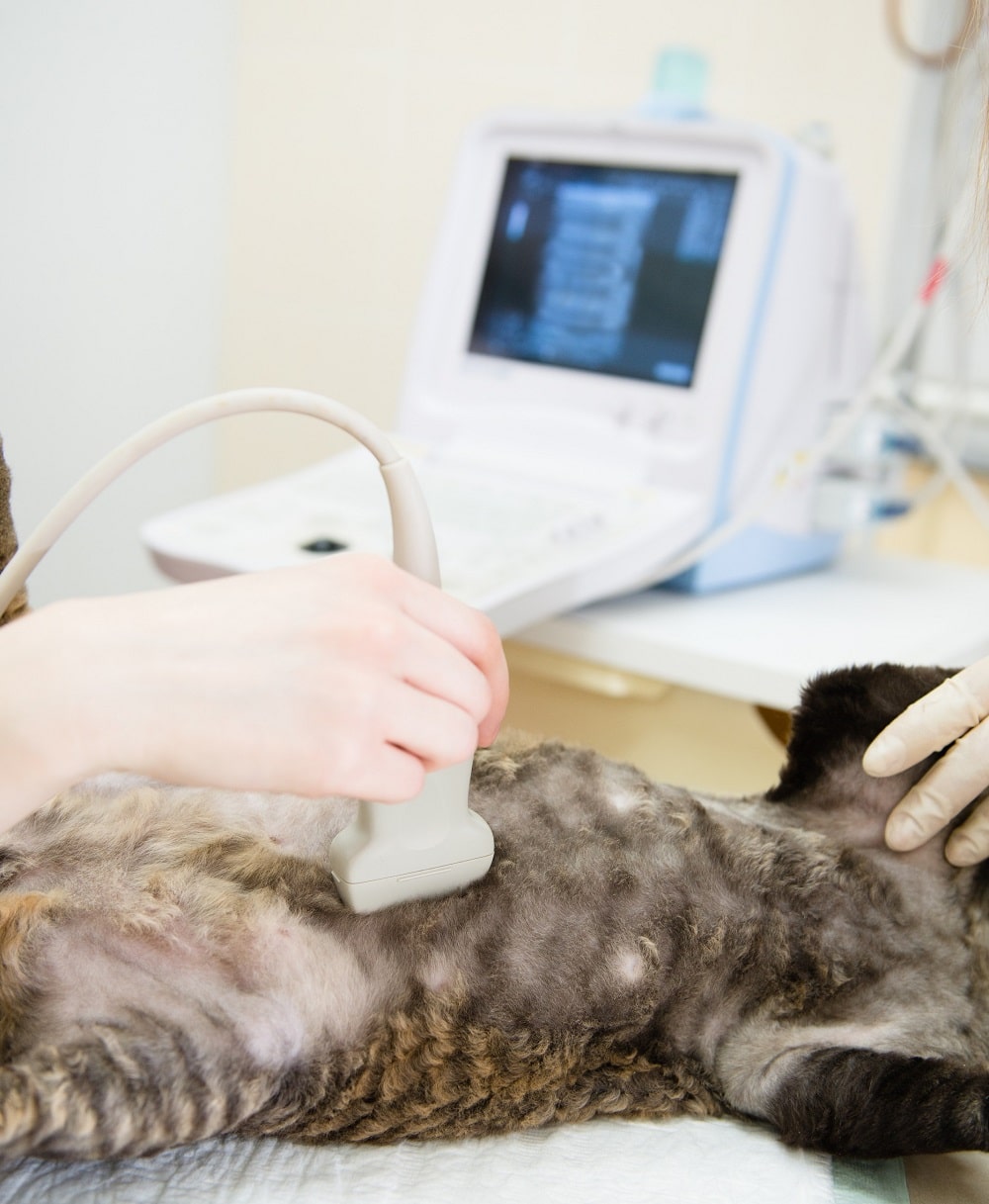 Ultrasound Wauwatosa, WI