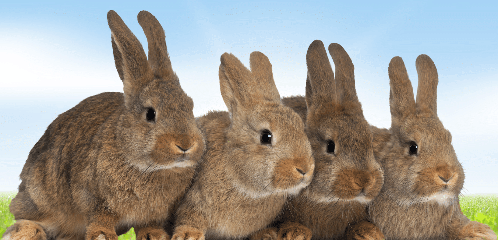 Rabbit Vaccination Wauwatosa, WI